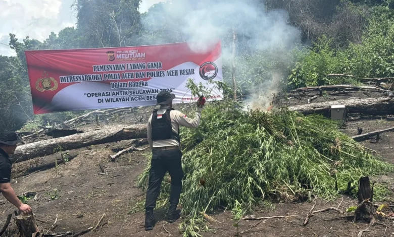 Polda Aceh menemukan dan memusnahkan ladang ganja seluas 20 hektare yang tersebar di beberapa titik di kawasan Lampanah, Kabupaten Aceh Besar.