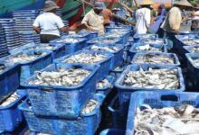 KKP menegaskan bahwa pihaknya terus memperkuat pengendalian dan pengawasan mutu hasil kelautan dan perikanan Indonesia secara menyeluruh.